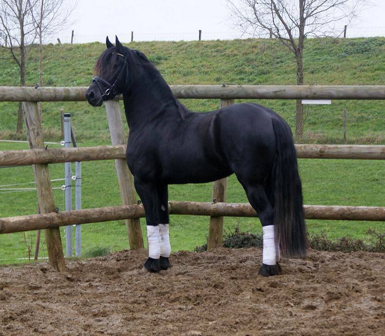 Salina Stall Kleine Heide