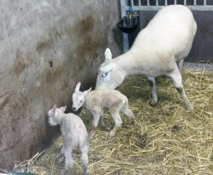 Betsy en Maggie